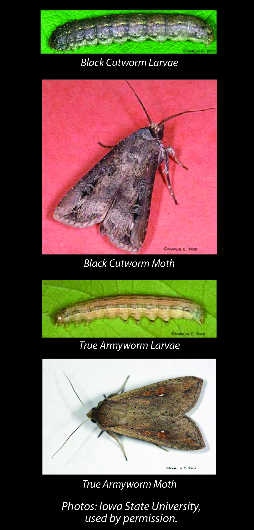 black cutworm