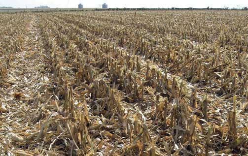 planting in cold soils wyffels hybrids corn seedlings