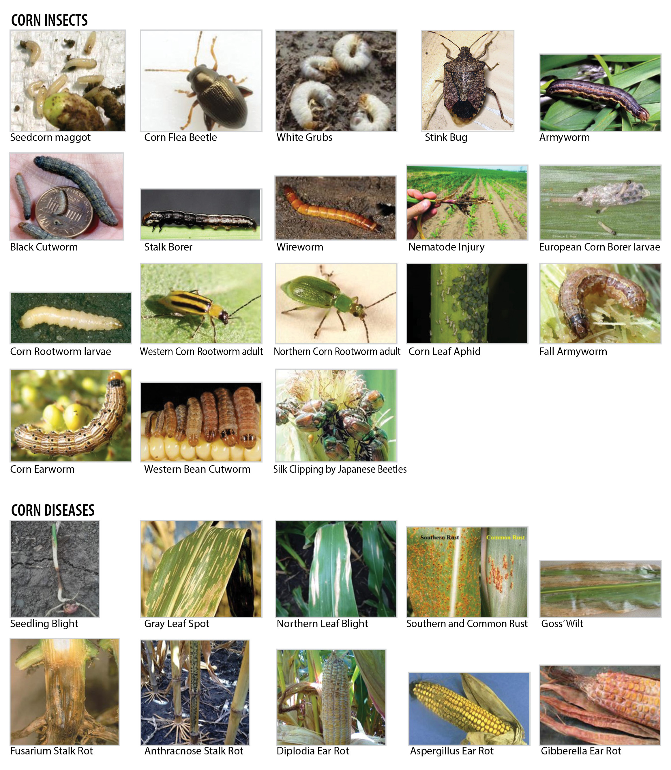 corn insects