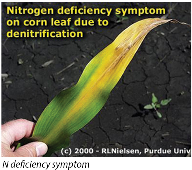 sidedress nitrogen in corn wyffels hybrids nitrogen deficiency in corn
