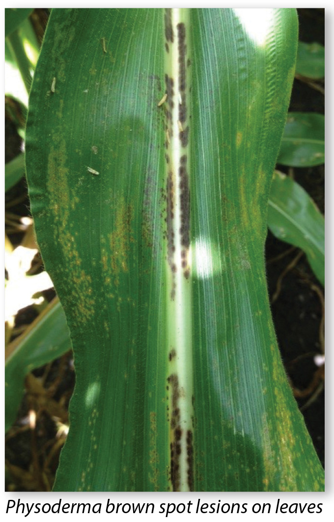 minor corn diseases and lesions wyffels hybrids corn disease