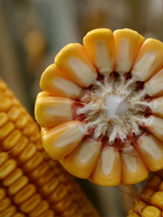 W6935RIB  Wyffels Corn Hybrids